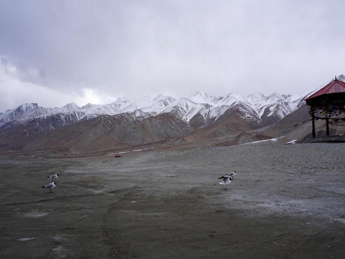 Pangong Delight Camps And Cottages Spangmik Екстериор снимка